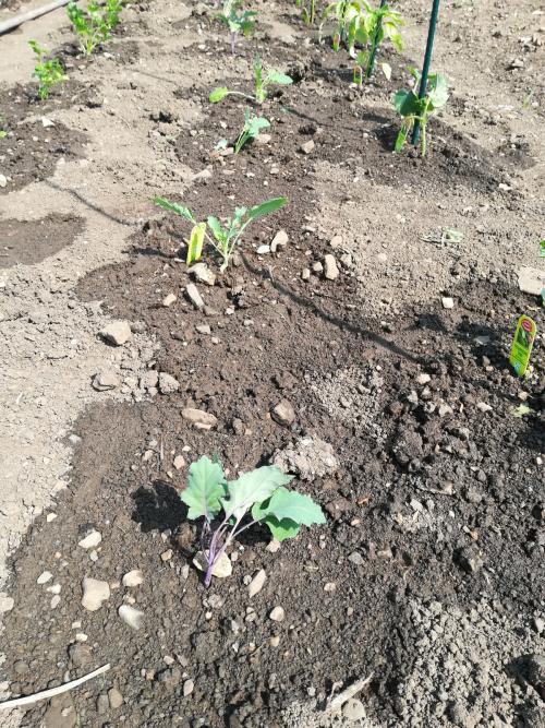 <p style="text-align: center; font-size: 18px;">Kohlrabi</p>