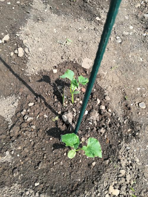 <p style="text-align: center; font-size: 18px;">Gurken</p>