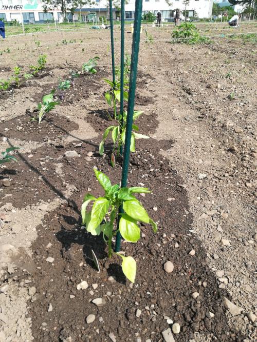 <p style="text-align: center; font-size: 18px;">Paprika</p>